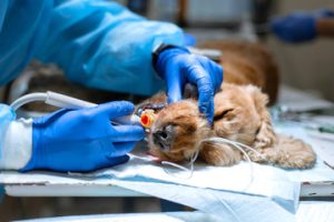 Veterinarian